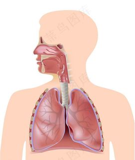 呼吸系统图片