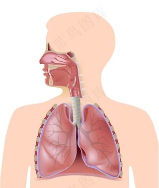 呼吸系统图片