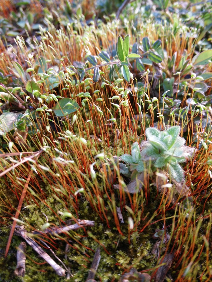 青苔图片