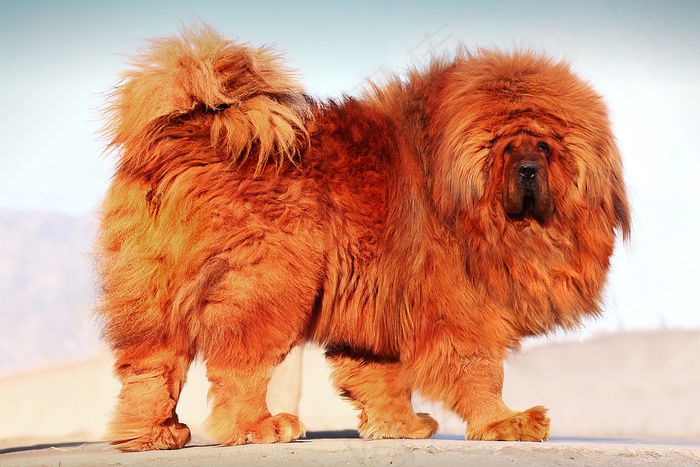 中华神兽 藏獒图片