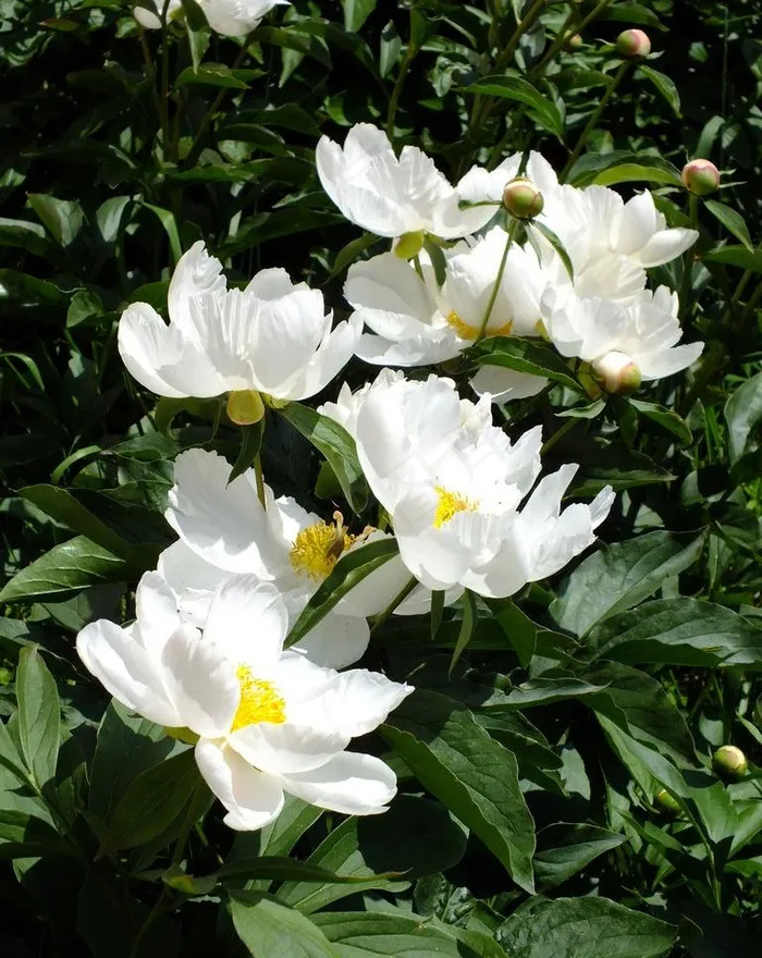 春天校园芍药花图片