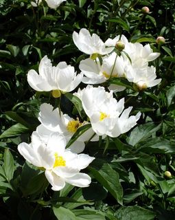 春天校园芍药花图片