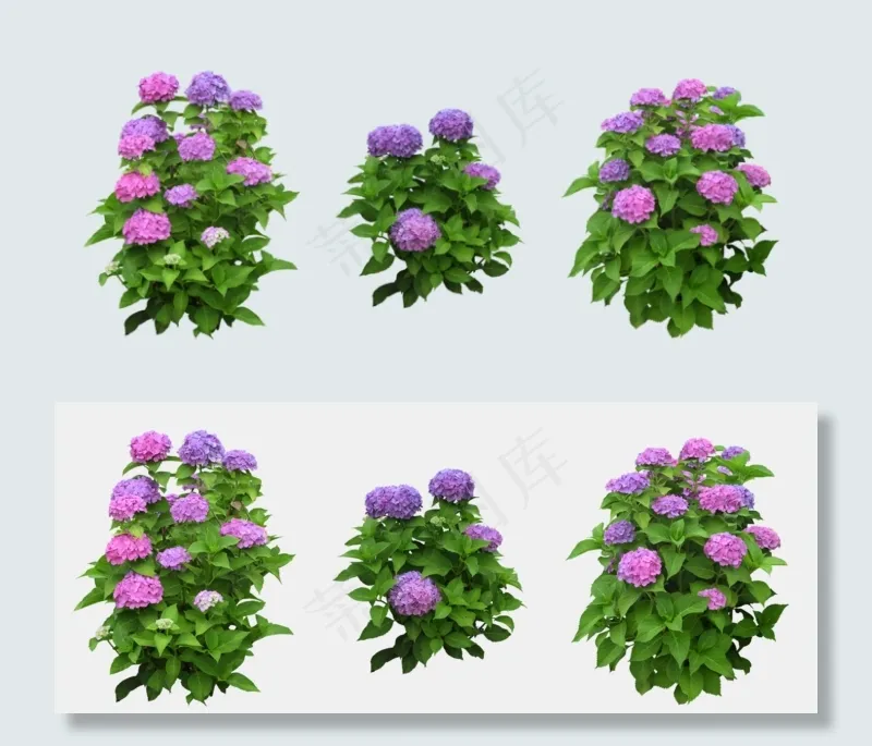 紫色植物花朵抠图素材