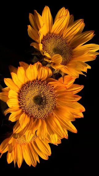 向日葵高清摄影图片