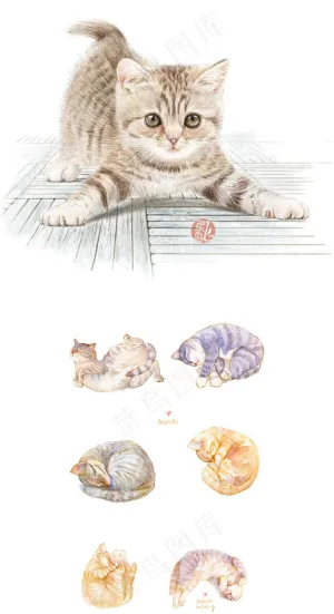 水彩手绘猫