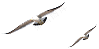 动物免抠png图片ps素材飞鸟
