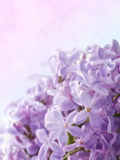 紫色小花背景 紫色小花背景