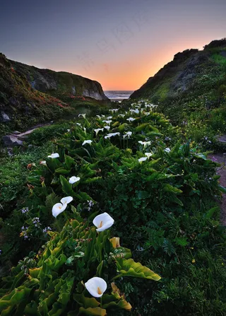大索尔 美国图片