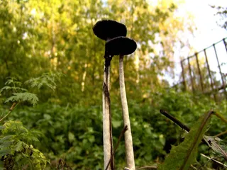 草地上的蘑菇图片