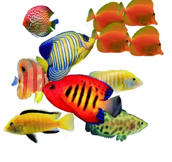 热带鱼PSD分层素材图片