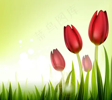 红色郁金香母亲节 红色郁金香母亲节