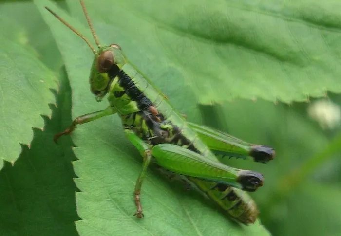 蚱蜢图片