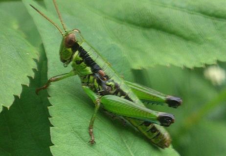 蚱蜢图片