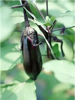 茄子图片