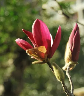 春天的玉兰花图片 春天的玉兰花图片