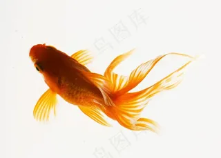 金鱼标志图案素材