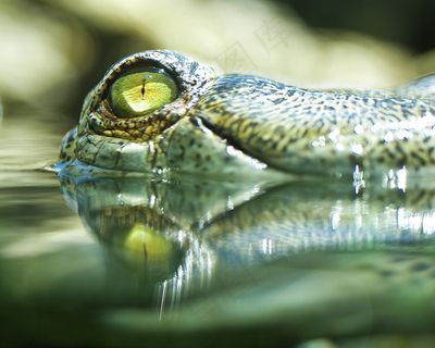 鳄鱼的眼睛