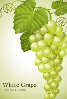 青葡萄矢量素材