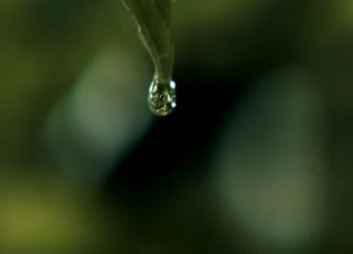 一滴水滴在叶子上图片