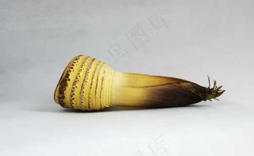 竹笋图片 竹笋图片
