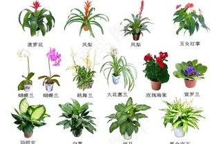 盆景 花 植物 园林图片