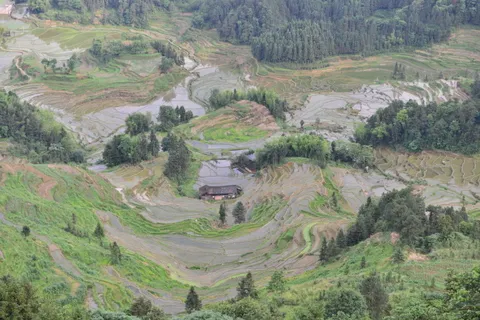 梯田之春 梯田之春
