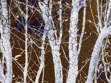 创意树木图片 创意树木图片