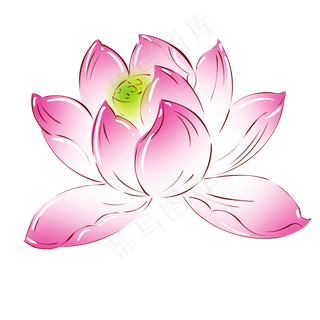 植物粉红色荷花,免抠元素