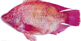 水产食材（高精）图片