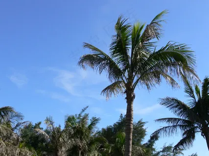 蓝天树木图片 蓝天树木图片