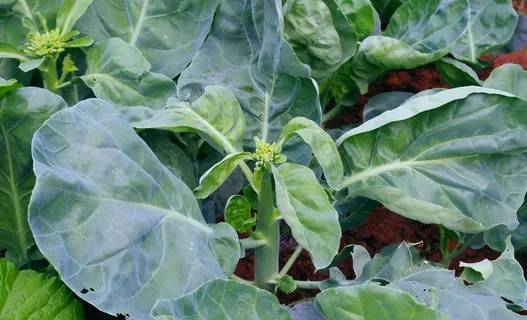 绿色蔬菜 芥兰图片