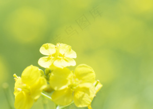 油菜花摄影图片