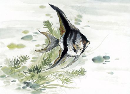 热带鱼 写意水族 国画 _0191