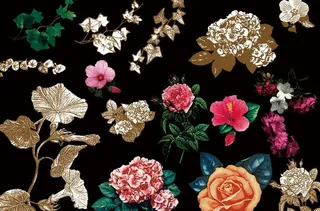 花 荷花 牡丹花 叶子 玫瑰花图片