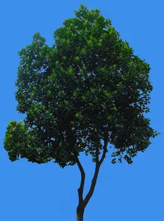 树菠萝-果树-灌木类——植物素材