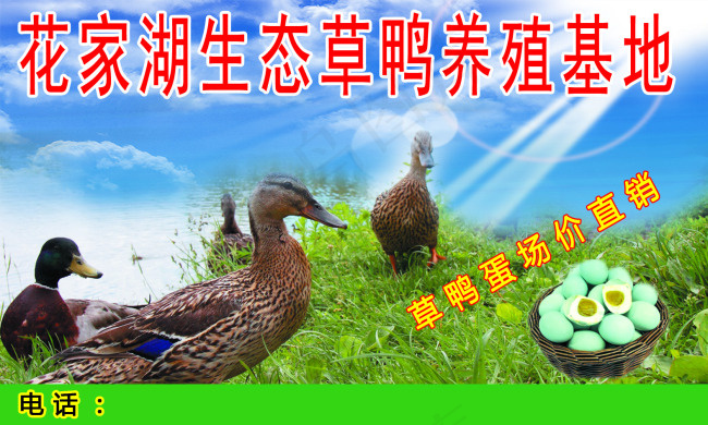 花家湖草鸭生态养殖基地psd模版下载