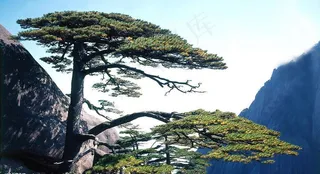 迎客松图片