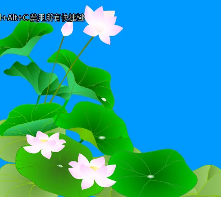 白色荷花