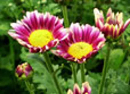 清晰爽朗divcss网页模版