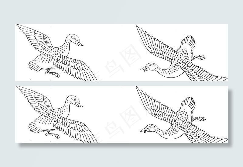 鸟 飞禽 动物 矢量 线