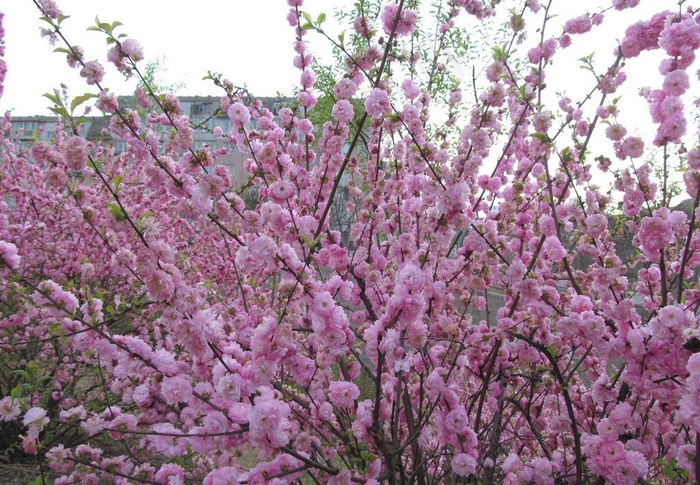 桃花图片