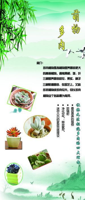 植物展架 萌物多肉图片