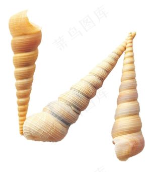 海螺免抠素材PSD分层