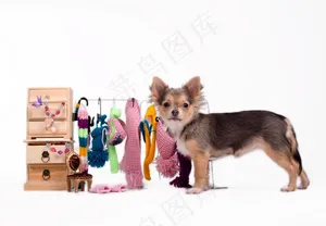 宠物衣服与小狗