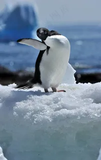 南极企鹅 南极企鹅