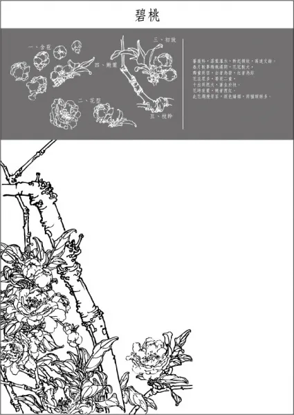矢量白描碧桃eps,ai矢量模版下载