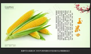 蔬菜展板设计玉米海报招贴广告设计