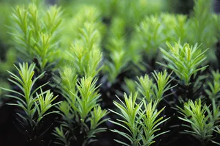 森林里机的绿色草特写图片