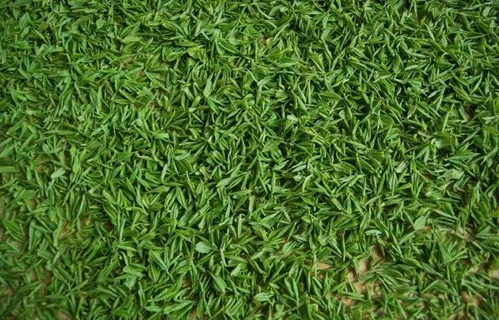 绿茶高清图片 绿茶高清图片