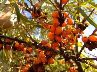 绿满果子的秋天树木